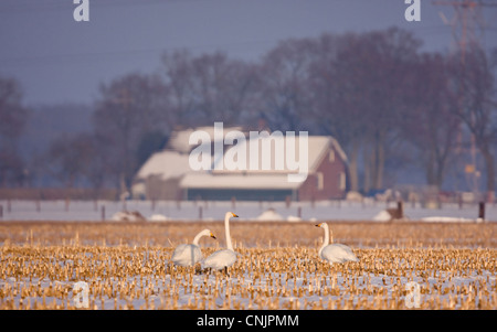 Tre cigni Whooper (Cygnus Cygnus), alimentando in inverno su un campo di mais, sullo sfondo di una casa colonica. Foto Stock