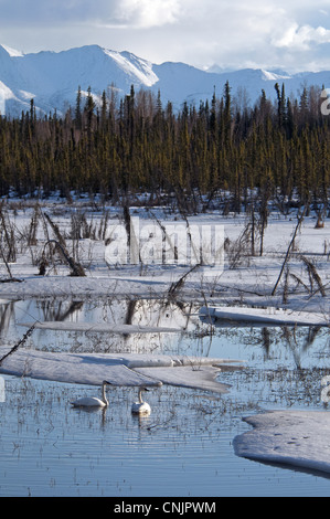Trumpeter Swan (Cygnus buccinatore) Coppia adulta, nuoto tra ghiaccio fondente sul lago di habitat, Yukon, Canada, aprile Foto Stock