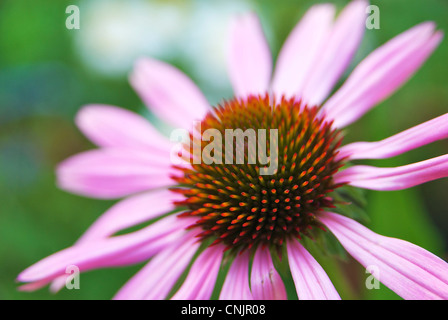 Orientale coneflower viola (Echinacea purpurea) Foto Stock