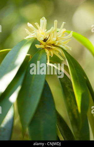 Illicium simonsii in fiore Foto Stock