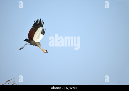 Grigio-crowned crane (Balearica regulorum gibbericeps) in volo a Masai Mara NP Kenya - Africa orientale Foto Stock