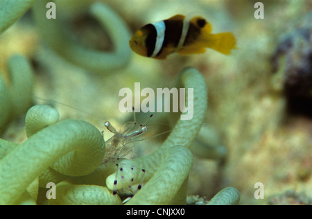 Anemone, gamberetti Periclimenes longicarpus, coriacea anemone marittimo, Heteractis crispa, Mar Rosso, Anemonefish Amphiprion bicinctus Foto Stock