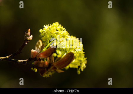 Acer platanoides, Norvegia Maple in fiore in primavera Foto Stock