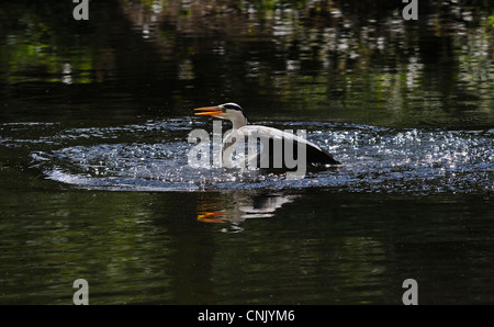 Grande airone cenerino decollare da un lago con le sue ali e gambe per farlo Foto Stock