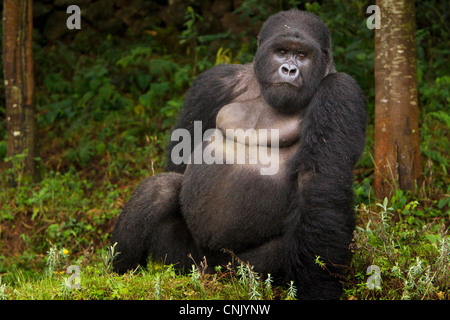 Africa, Ruanda, Akarevuro, un Gorilla di Montagna e n. 2 Silverback del gruppo Kwitonda appena al di fuori del muro di Buffalo. Foto Stock