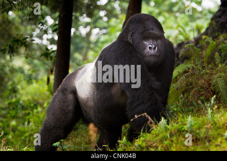 Africa, Ruanda, Akarevuro, un Gorilla di Montagna e n. 2 Silverback del gruppo Kwitonda appena al di fuori del muro di Buffalo. Foto Stock