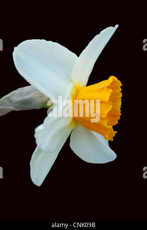 La molla daffodil isolato su nero Foto Stock