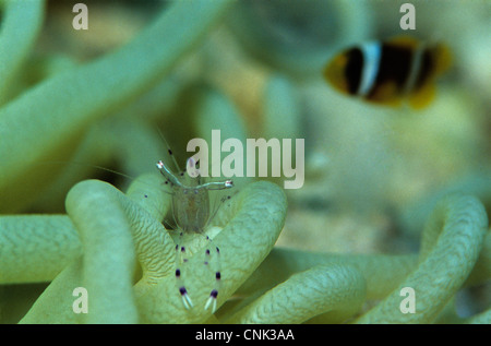 Anemone, gamberetti Periclimenes longicarpus, coriacea anemone marittimo, Heteractis crispa, Mar Rosso, Anemonefish Amphiprion bicinctus Foto Stock