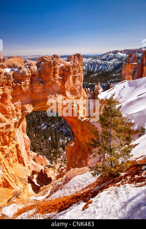 Il Ponte naturale formazione di roccia, Bryce Canyon National Park nello Utah Stati Uniti d'America Foto Stock