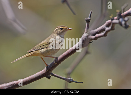 Radde il trillo (Phylloscopus schwarzi) adulto, appollaiato su ramoscello, Hebei, Cina, può Foto Stock