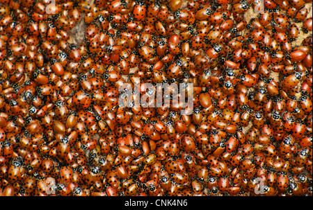 Questi Ladybugs si radunano in grandi masse durante i mesi invernali nella California del Nord. Foto Stock