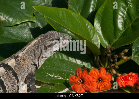 Il nero Spiny-Tailed Iguana è comune in Messico e America centrale. Foto Stock