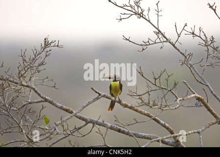 Letterati Aracari (Pteroglossus inscriptus) adulto, appollaiato sul ramo nella foresta pluviale, Amazzonia peruviana bacino, Perù Foto Stock