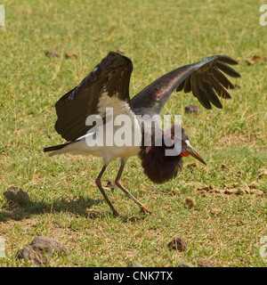 La Abdim Stork sbarco Foto Stock