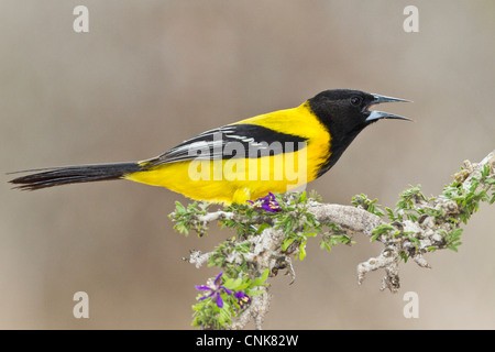 Nord America, USA, Texas, Starr Co., Audubon il Rigogolo (Icterus graduacauda) adulto appollaiato Foto Stock