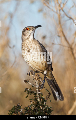 Nord America, USA, Texas, Starr Co., curva-fatturati thrasher (Toxostoma curvirostre) arroccato Foto Stock