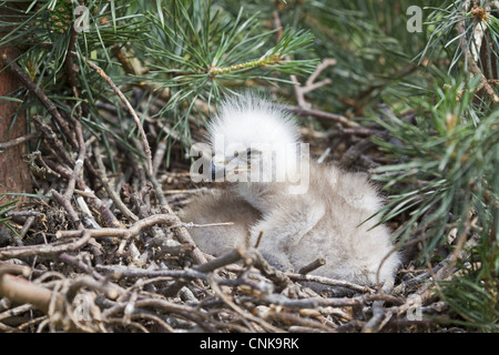 Nibbio reale (Milvus milvus) due pulcini, seduta in nido, giugno (prigioniero) Foto Stock