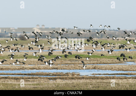 Pavoncella Vanellus vanellus gregge inondato di volo radente habitat palustri Elmley paludi RSPB Riserva Nord Kent paludi Foto Stock