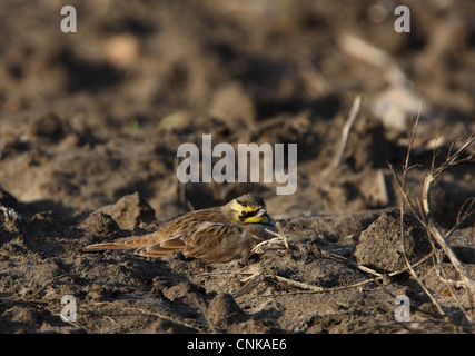 Shore (Lark Eremophila alpestris) adulto, appoggiata nella cava sul campo di seminativi, Norfolk, Inghilterra, novembre Foto Stock