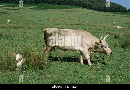 Bovini domestici, Chillingham Bovini, Bull, a guardia di vitello in appoggio giunchi, Chillingham Park, Northumberland, Inghilterra Foto Stock