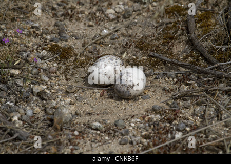 Rosso Colli (Nightjar Caprimulgus ruficollis) due uova nel nido, Estremadura, Spagna, può Foto Stock