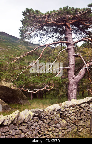 Pino e muro di pietra nel distretto del lago, Inghilterra Foto Stock