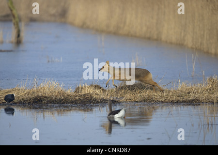 Acqua cinese Deer (Hydropotes inermis) specie introdotte, femmina adulta, in funzione a bordo di acqua, Norfolk, Inghilterra, marzo Foto Stock