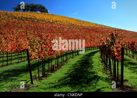 Foto del paese del vino dei vigneti in pieno colore di autunno, Napa County, California, Stati Uniti d'America Foto Stock