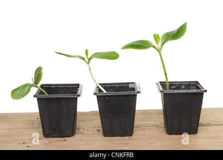 Tre le zucchine ortaggi piantine di piante su una tavola di legno ascendente nelle dimensioni da sinistra a destra Foto Stock