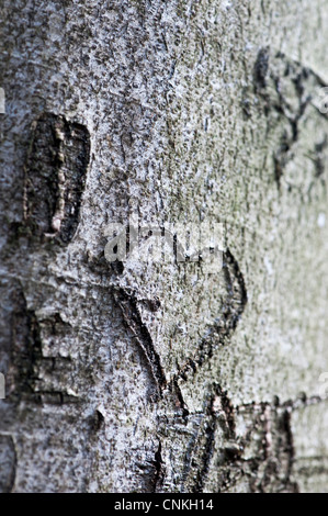 Amore cuore scolpiti nel tronco di albero Foto Stock