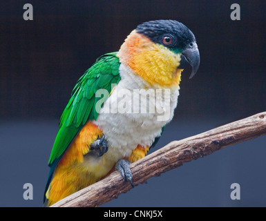 Testa nera caicco (pionites melanocephalus) Foto Stock