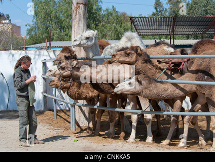 Camel essendo alimentato il cactus da un elemento di fissaggio Foto Stock