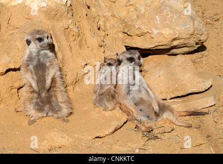 Baby Meerkat con i propri genitori Foto Stock