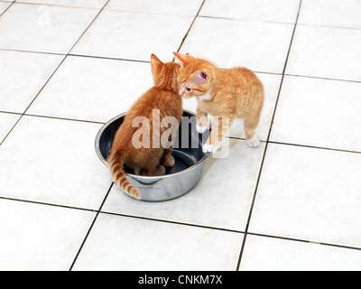 Due Cuccioli di zenzero giocando con la ciotola del cane Foto Stock