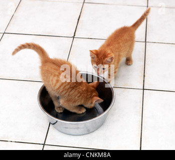 Due Cuccioli di zenzero giocando con la ciotola del cane Foto Stock