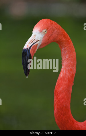 American, o dei Caraibi o cubana o rosato o fenicottero maggiore (Phoenicopterus ruber ruber). Ritratto. Foto Stock