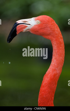 American, o dei Caraibi o cubana o rosato o fenicottero maggiore (Phoenicopterus ruber ruber). Ritratto. Foto Stock