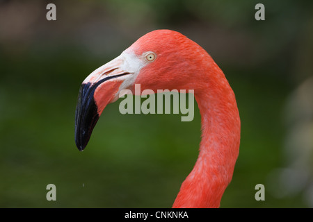 American, o dei Caraibi o cubana o rosato o fenicottero maggiore (Phoenicopterus ruber ruber). Ritratto. Foto Stock