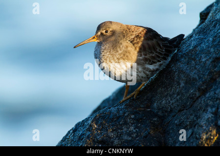 Viola - Sandpiper Calidris maritima - nella luce calda del sole su uno sfondo blu Foto Stock