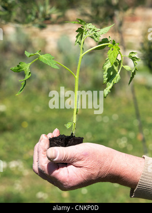 La piantagione di piante di pomodoro in azienda Foto Stock