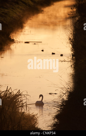 Cigno di Sunrise Foto Stock
