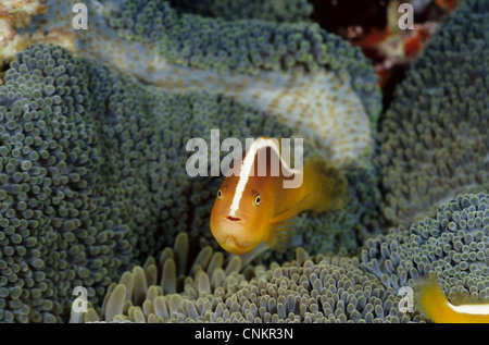 Arancione (Anemonefish Amphiprion sandaracinos, Allen 1972) in Merten tappeto dell'anemone marittimo (Sticodactila mertensii). Foto Stock