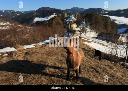 Il francese capre Alpine (Capra aegagrus hircus) pascolando vicino al castello Sklabina in Velka Fatra National Park, Slovacchia. Foto Stock