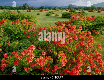 Azalea a Tashirodaira, Aomori, Aomori, Giappone Foto Stock