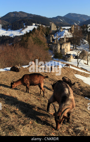 Il francese capre Alpine (Capra aegagrus hircus) pascolando vicino al castello Sklabina in Velka Fatra National Park, Slovacchia. Foto Stock