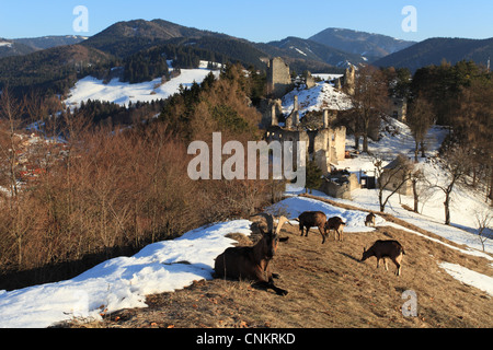 Il francese capre Alpine (Capra aegagrus hircus) pascolando vicino al castello Sklabina in Velka Fatra National Park, Slovacchia. Foto Stock