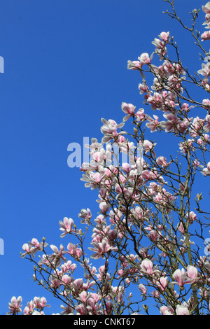 X Magnolia soulangeana tree (un ibrido tra M. denudata e M. liliiflora) contro un cielo blu Foto Stock