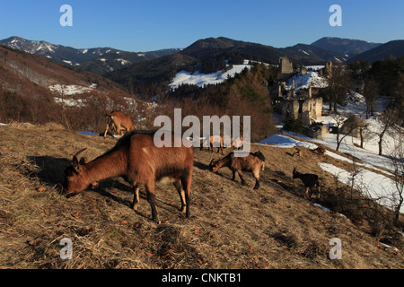 Il francese capre Alpine (Capra aegagrus hircus) pascolando vicino al castello Sklabina in Velka Fatra National Park, Slovacchia. Foto Stock