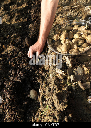 La semina delle patate in trincea preparato Foto Stock