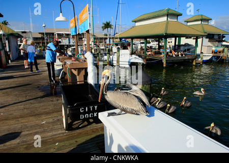 La città di Napoli dock e marina e noleggio barche, naples, florida, Stati Uniti d'America Foto Stock